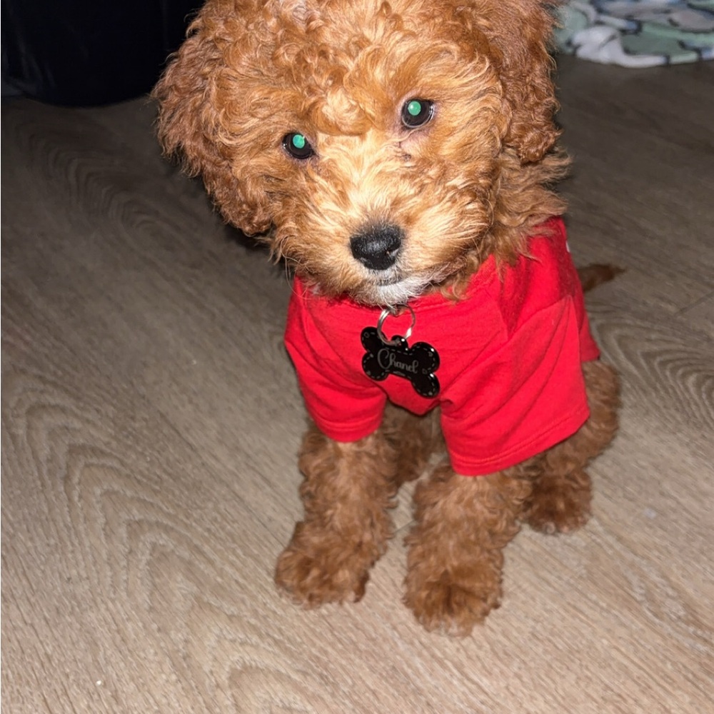 Red Dog T-Shirt